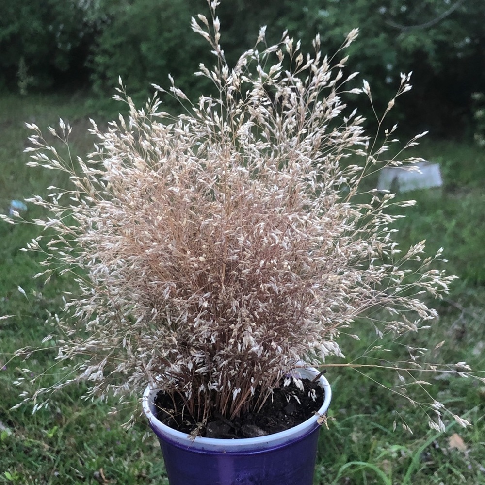 Ornamental Grass for home decor